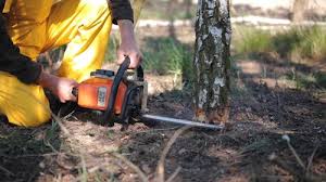 Best Tree Mulching  in Harper Woods, MI